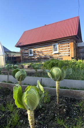 СНТ Дорожник в Ногинске - noginsk.yutvil.ru - фото 19