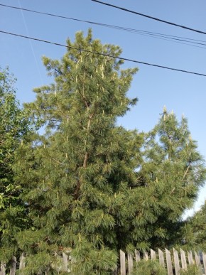 ул. Полынная,29 в Ногинске - noginsk.yutvil.ru - фото 18 ул. Полынная,29 в Ногинске - noginsk.yutvil.ru - фото 18